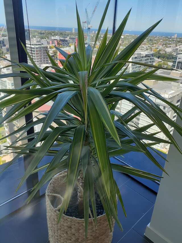 トップ フロア スタニング ビューズ