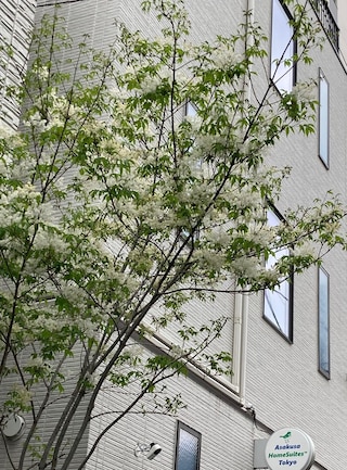 浅草ホームスウィーツ東京