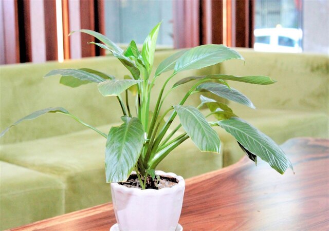 GK セントラル ホテル