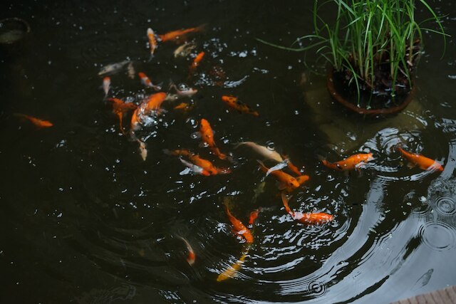 サンセットハウス ロンボク
