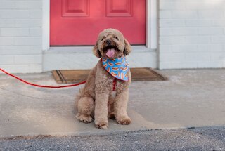 ザ リトル ライオン