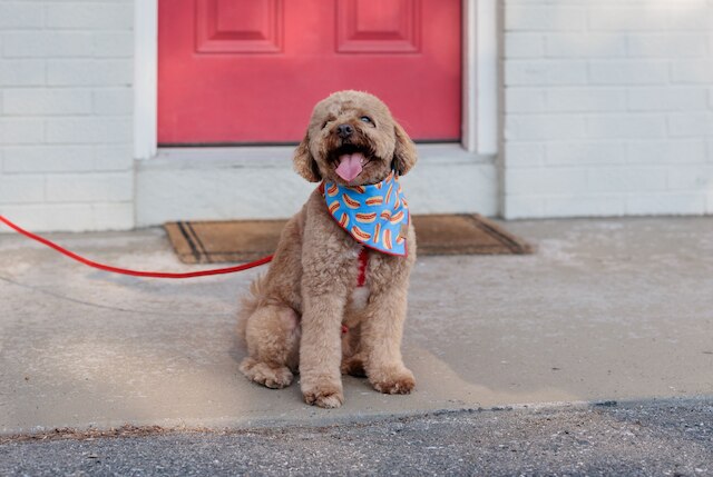 ザ リトル ライオン