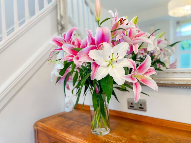 アッシュフィールド ブティック ステイズ