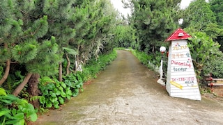 ドリーミング フォレスト