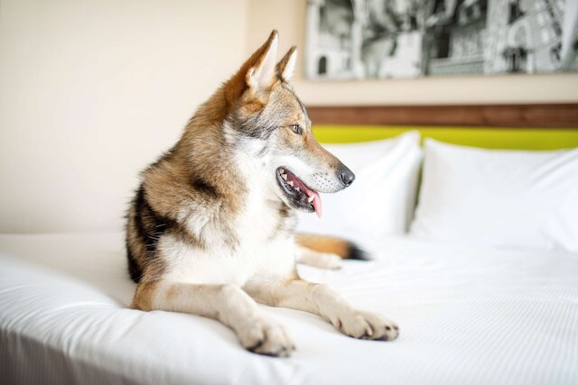 ハンプトン バイ ヒルトン クラコウ