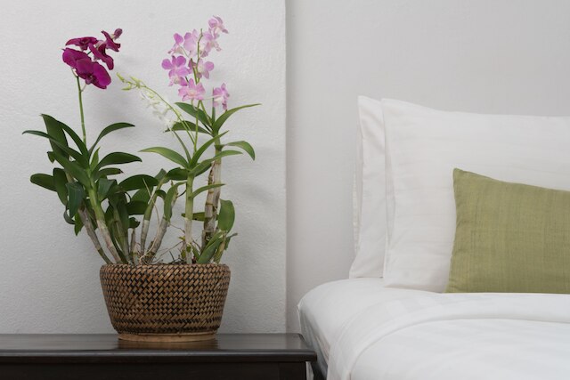 メゾン ダラブア