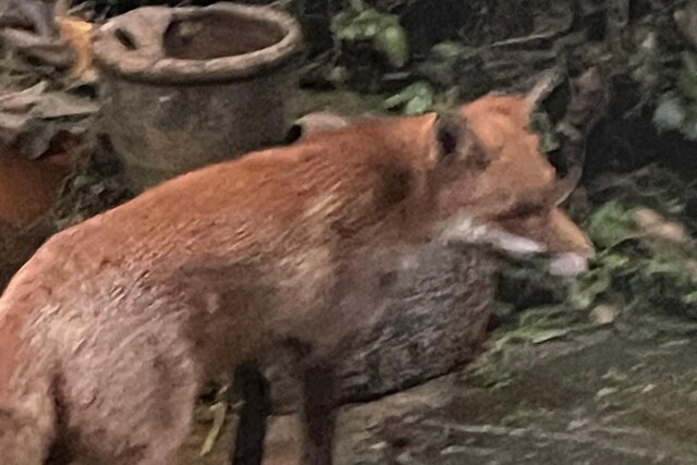 スタジオ/リッキー ヒルズ/ニア アトラクションズ/ガーデン/ペットオーケー