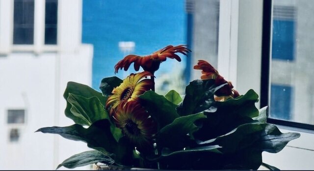 デリケート・サービス・アパートメント・アンド・ホテル