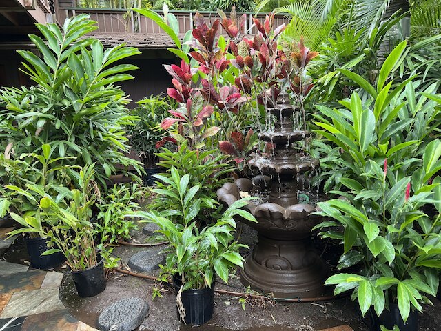 パパイヤスイート