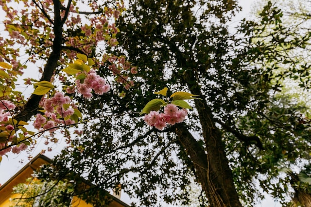 ストラーダ マジョーレ 59 - カーサ アンブロジーニ アフロディーテ