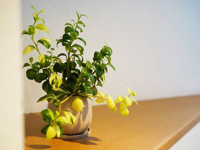 シルクホテル アネックス