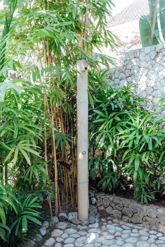 ボーディ ビンギン