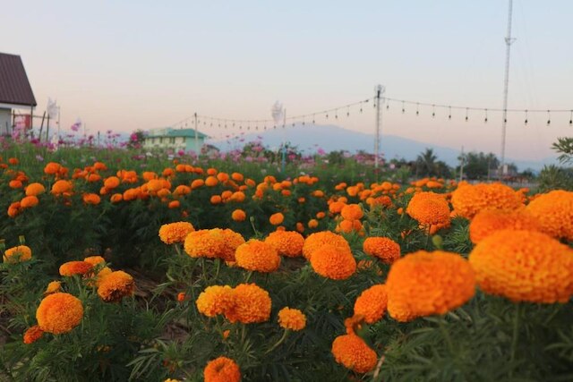 チャヤパ ホテル