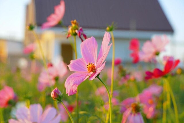 チャヤパ ホテル