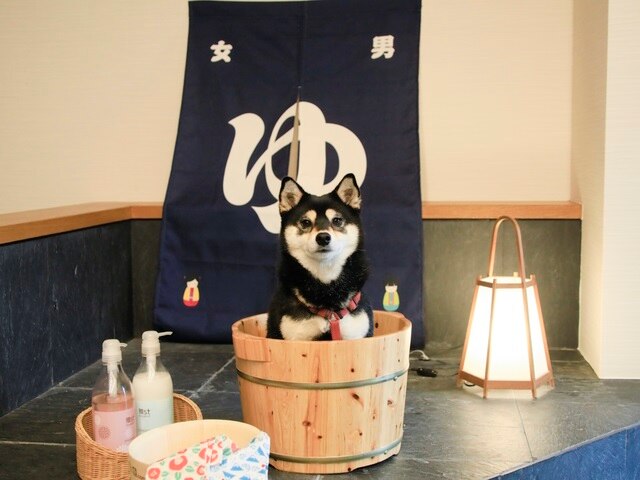 愛犬と泊まれる温泉宿　ゆるり西伊豆