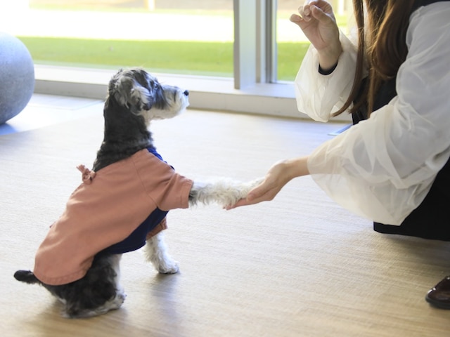 愛犬と泊まれる温泉宿　ゆるり西伊豆