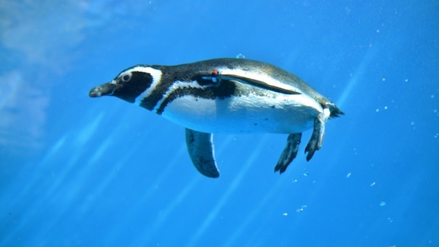 斑尾高原ホテル