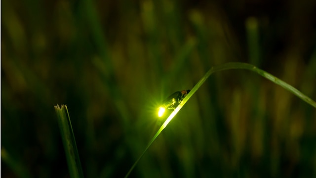 ANDO HOTEL 奈良若草山