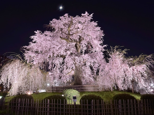 京都駅前ホテル佐野家