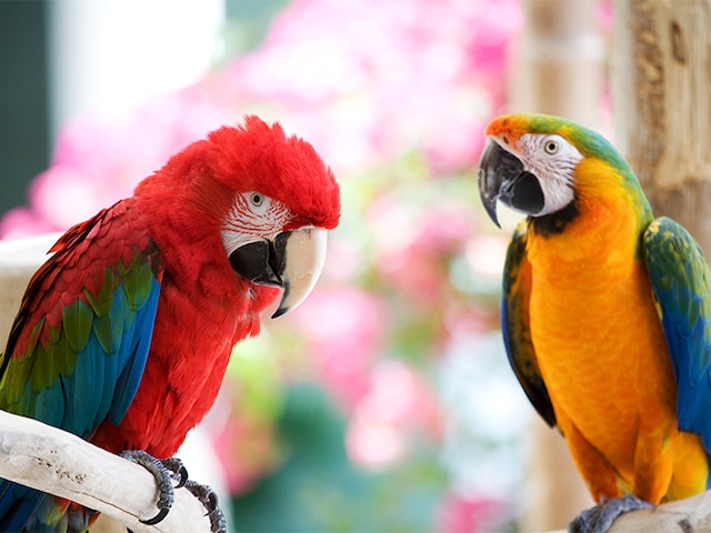 ルネッサンス リゾート オキナワ