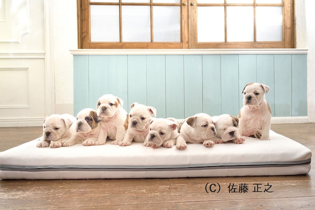 大江戸温泉物語わんわんリゾート 矢田屋松濤園