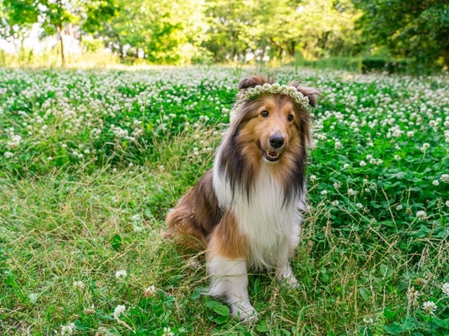 ゆるり奥日光withDOGS