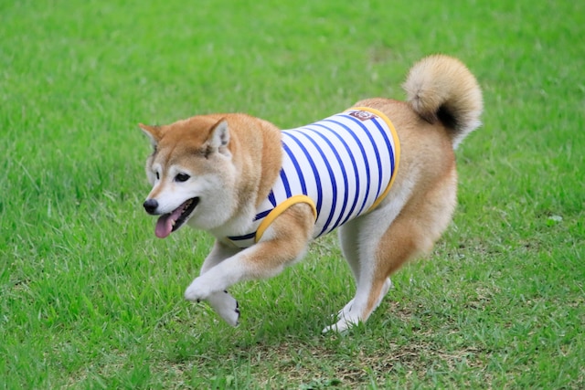 ゆとりろガーデン北軽井沢withDOGS