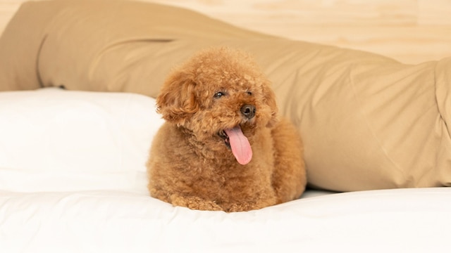 ステラスポーツ