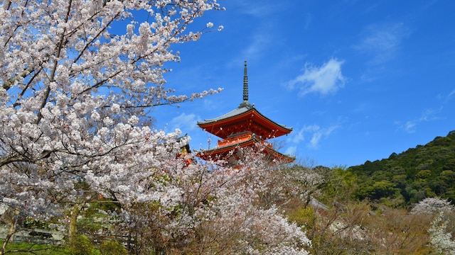 KANSEI Kyoto Hachijo
