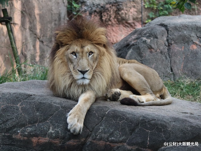ホテルウィングインターナショナルセレクト東大阪