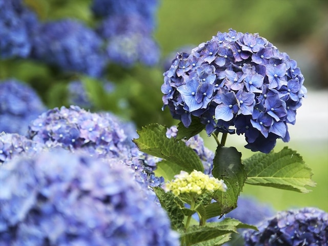 箱根強羅温泉 楽々花