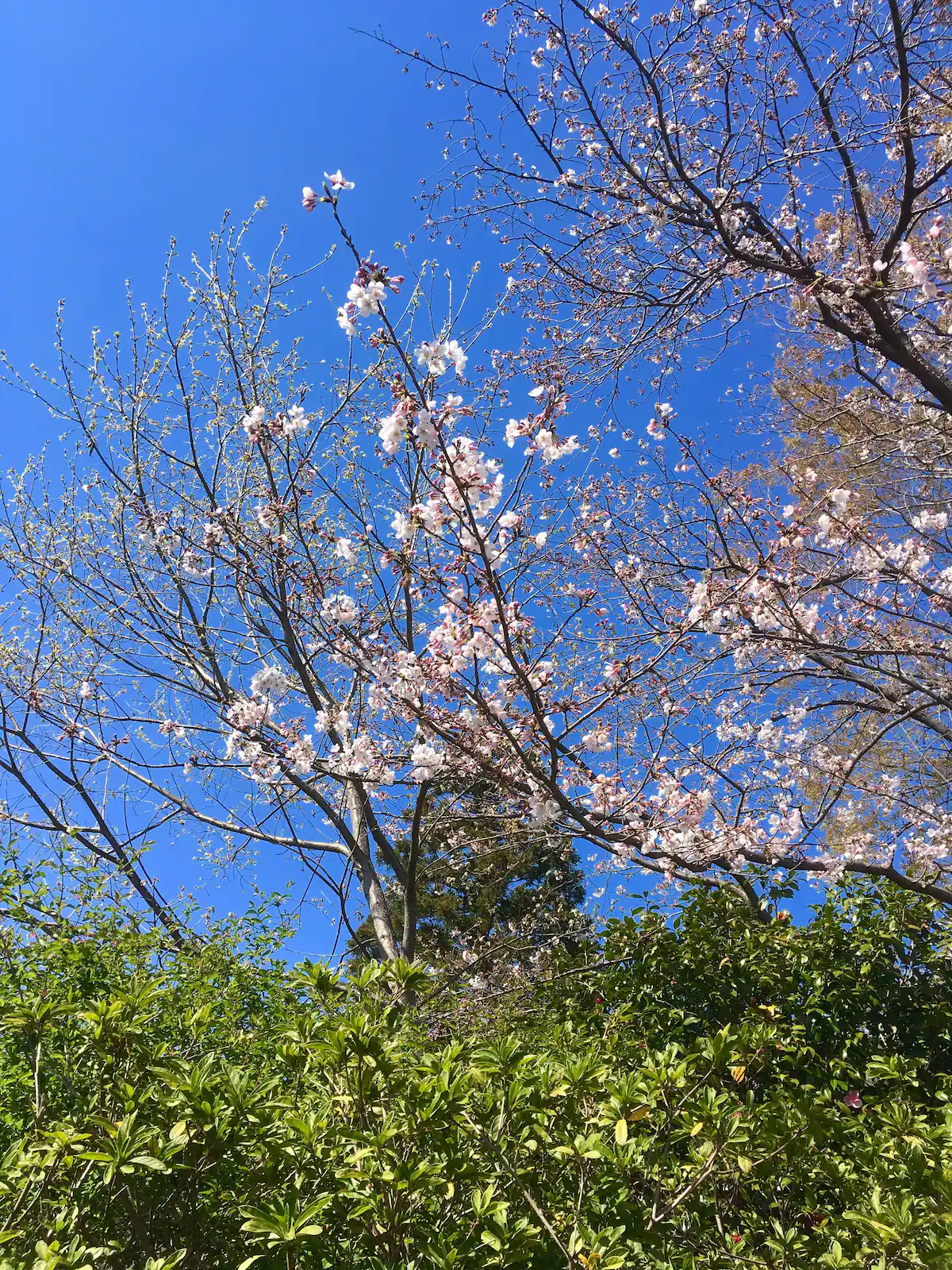 みんなの民泊 東京町田102