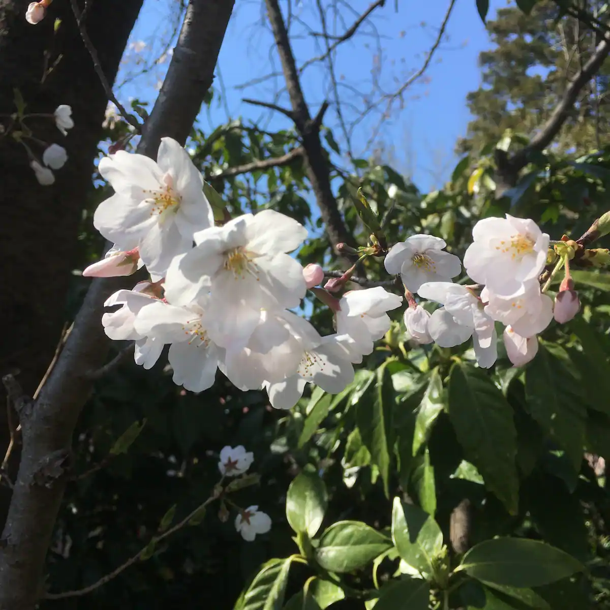 みんなの民泊 東京町田102