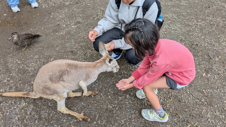 オーストラリアカンガルー