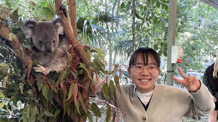 ブリスベンでコアラと触れ合う生徒の画像