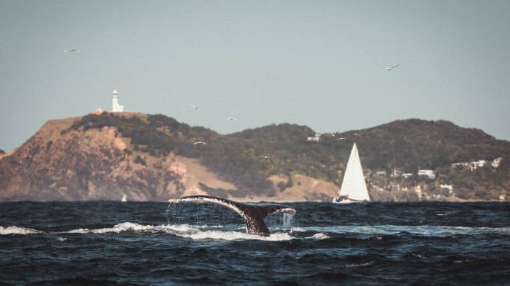 バイロンベイ灯台をバックにクジラ
